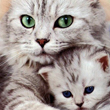 Iti multumesc, Mama, pentru ca mi-ai daruit viata, dragoste, bunatate, iar aceasta zi speciala este momentul perfect pentru a-ti spune cat de mult apreciez tot ceea ce ai facut... si pe tine asa cum esti! Multa fericire in aceasta zi si intotdeauna!