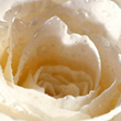 Asa cum roua diminetii<br />Insenineaza florile-n gradini,<br />Asa surasul tau sa-ti fie<br />Calauza si destin!<br />La multi ani Georgiana !