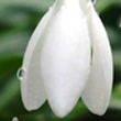 Ghiocel de Martisor