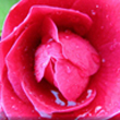 La multi ani, Camelia!