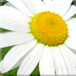 La multi ani, Margareta!