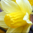 La multi ani, Narcis!