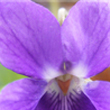 La multi ani, Violeta!