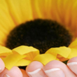 O floare pentru tine... si ... un gand frumos din partea mea. La multi ani, Mariuca !
