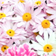 Pentru ca florile infloresc<br />In fiecare primavara,<br />Pentru ca suntem tineri<br />Si iubim prietenia<br />In numele ei<br />Si a tot ce-i frumos<br />Eu iti doresc fericirea!