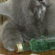 Petrecaretul